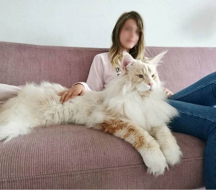 Meet Lotus The Giant Maine Coon Cat Who Is Taking Over The Internet Projectpaws