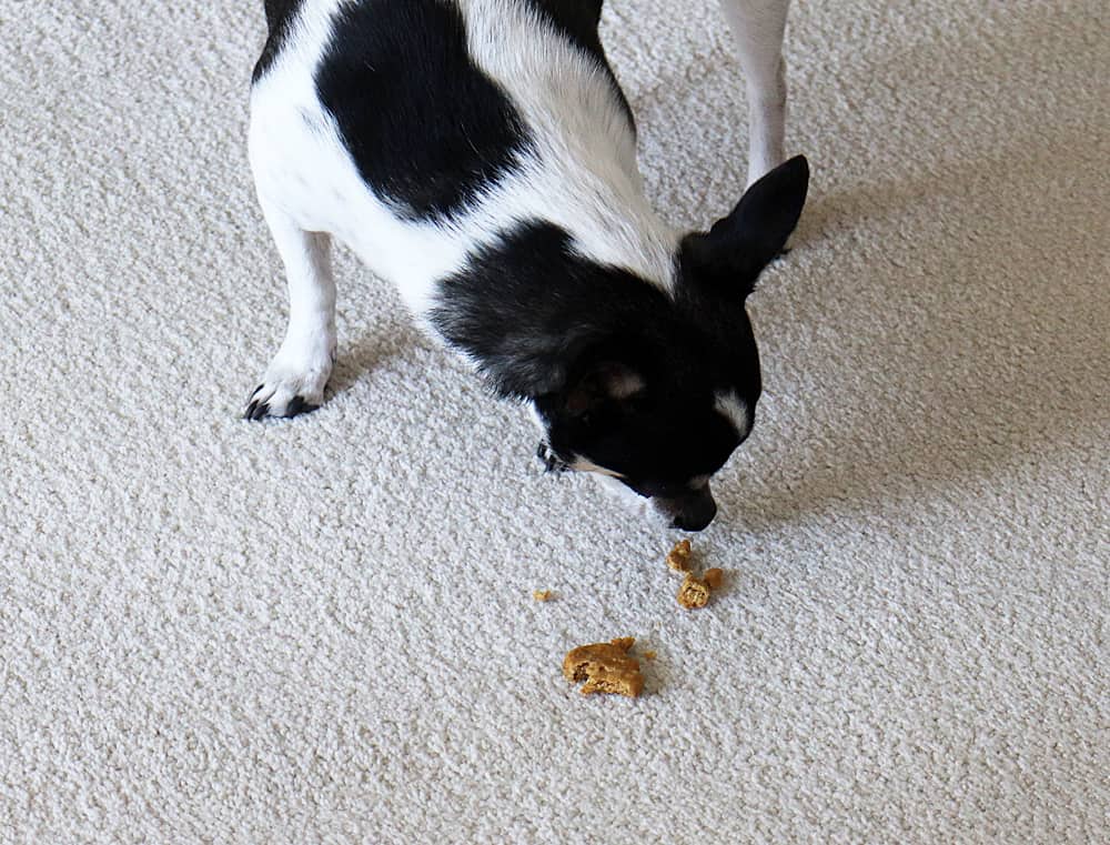 Little black and white dog "Ryleigh" chewing her treats on the carpet