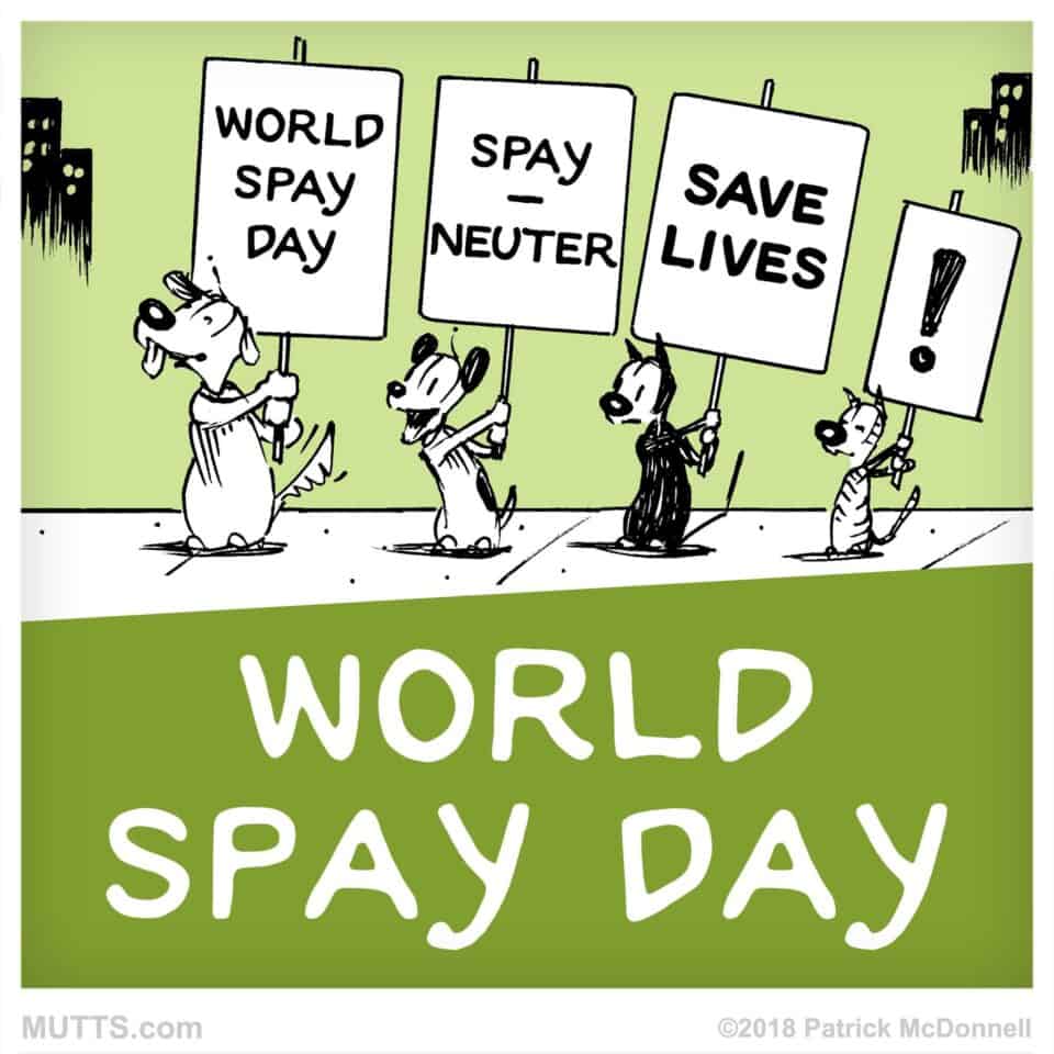 World Spay Day Photo Credit: MUTTS (c) 2018 Patrick McDonnell