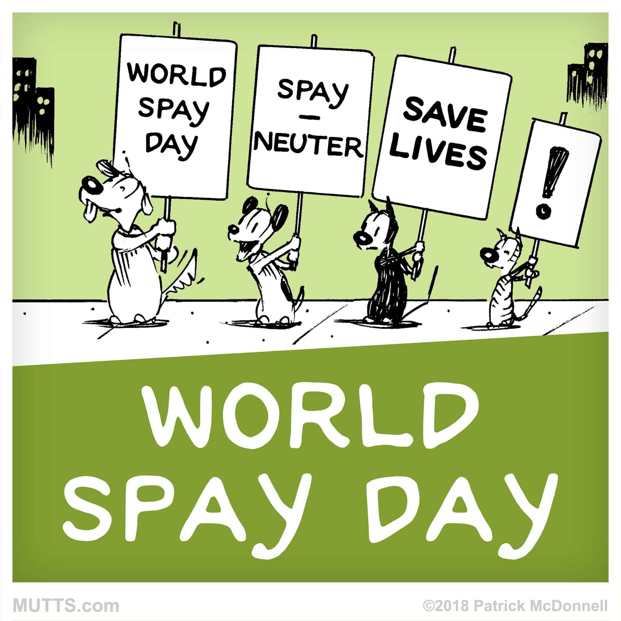 Your Guide To World Spay Day ProjectPAWS