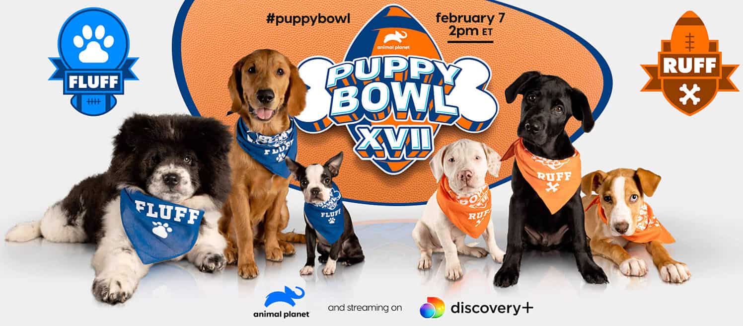 Puppy Bowl 2021 on Animal Planet | Discovery+ - ProjectPAWS