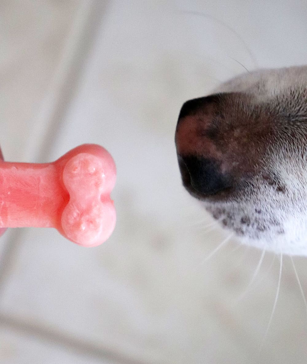 Dog eating Watermelon and Yogurt Frozen Dog Treats
